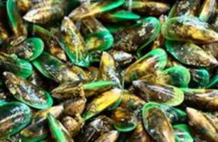ʳ--ڱ(Green-lipped mussels)