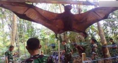 探索动物界十大巨无霸 世界上最大的蝙蝠 golden-crowned Flying Fox