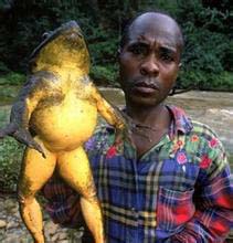探索动物界十大巨无霸 世界上最大的青蛙-巨谐蛙(Conraua goliath)