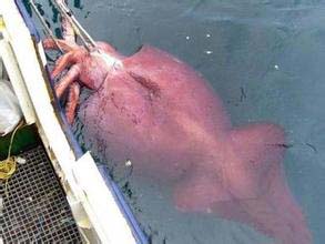 探索动物界十大巨无霸 世界上最大的海洋动物-鱿鱼