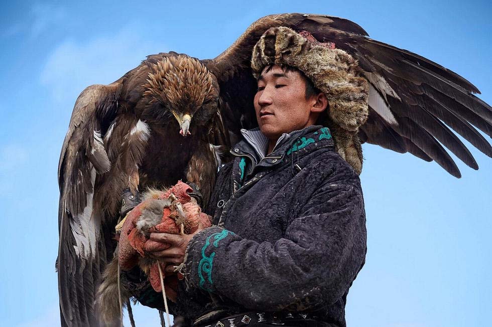蒙古4000年传统习惯 猎鹰驯化面对失传