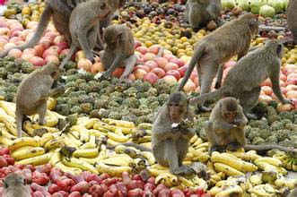 泰国华富里Lopburi猴子自助餐节习俗