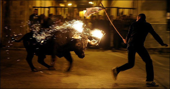 ̵ֽϰ--Fiesta del Toro Embolaoͳ