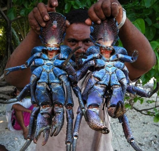 Ŭͼʳϰ--ҬзCoconutcrab