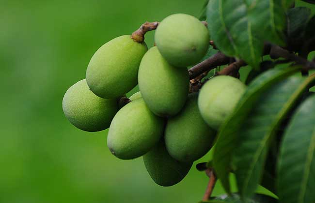 瓦努阿图饮食习俗--爪哇橄榄nangai