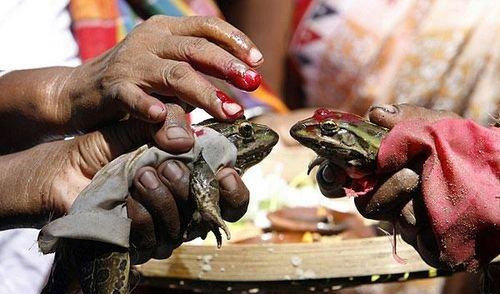 印度另类风俗 村民为青蛙举行婚礼