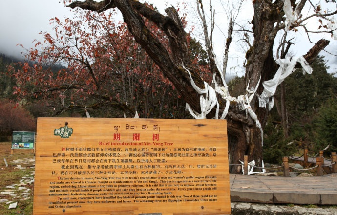 珞巴族传统习俗--“莫朗”节日的阴阳树