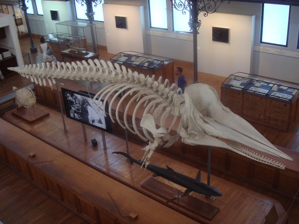 摩纳哥旅游指南--海洋动植物标本