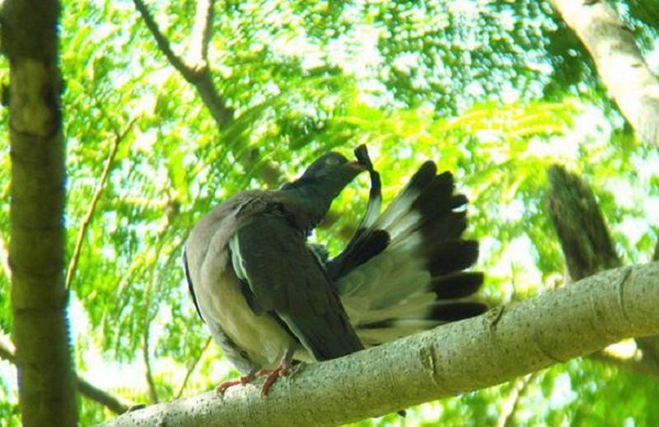 ٶȺָ--ٶȺָ루Columba palumbus azorica