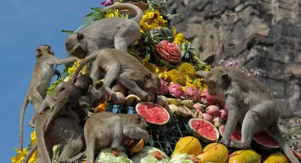 ʮ˼ʳ--̩ʡÿ궼ٰʢ(Monkey buffet)