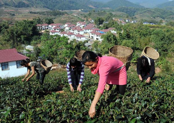 哈尼族生活习俗--哈尼族主要从事农业，善于种茶。