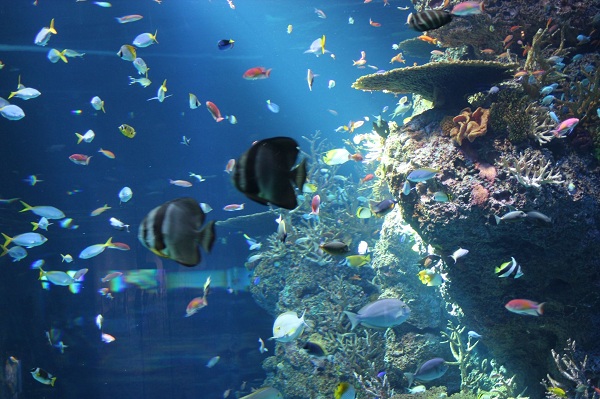 最离奇古怪的吉尼斯纪录--新加坡圣淘沙水族馆是世界上最大的亚克力面板纪录的保持者