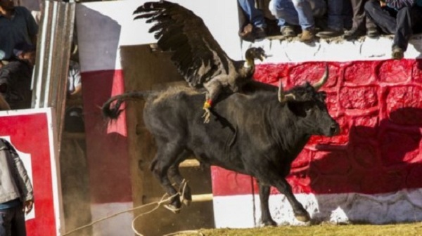 秘鲁法定节假日一览--兀鹰斗牛的“雅瓦尔节”，又称“血的节日”或“血的狂欢节”。