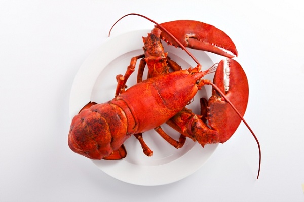 ̽ʵڵ--American lobster(Ϻ)