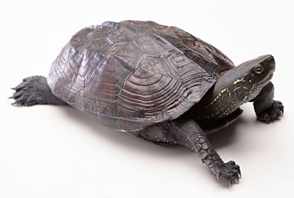 ̽ʵڵ--Turtle(ڹ)