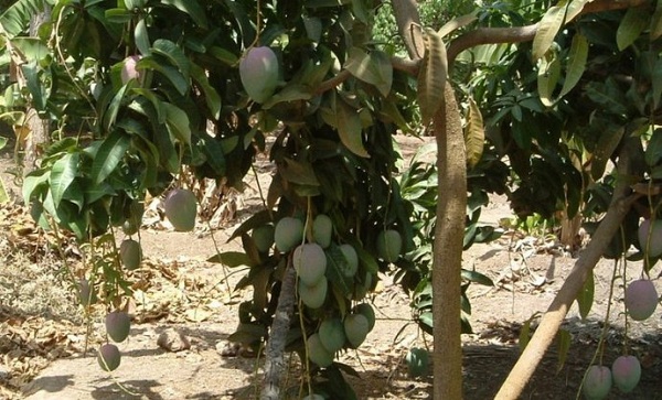 �����Ǳ��ܷ���ϰ��--�����Ǳ���Ҳ��ũҵ���������Ϲ���������������֮һ��Ҳ��ȫ�������������������