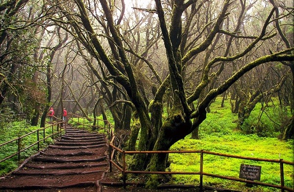 西班牙十大著名旅游景点--加拉霍艾国家公园月桂林