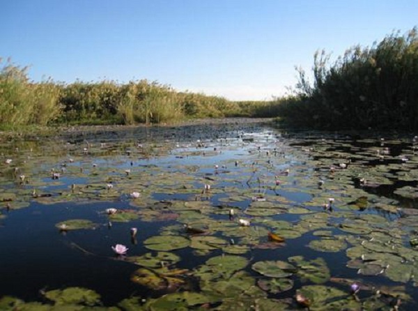 ޱʮξ--Τ¬Lake Bangweulu