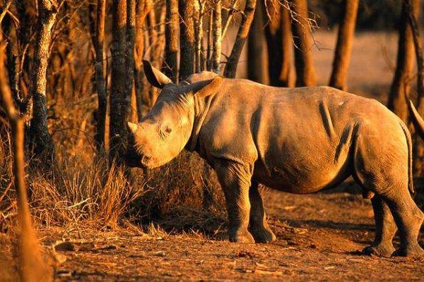 ˹��ʿ�����ξ���ָ��--���׶��ʼҹ��ҹ�԰