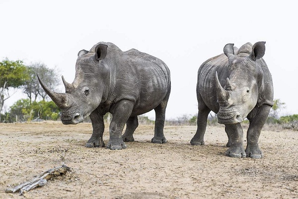 ˹��ʿ�����ξ���ָ��--���׶��ʼҹ��ҹ�԰�İ�Ϭţ