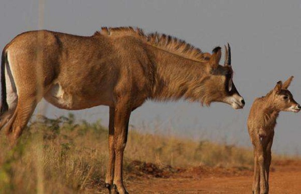 ˹��ʿ�����ξ���ָ��--������Ұ�����ﱣ����