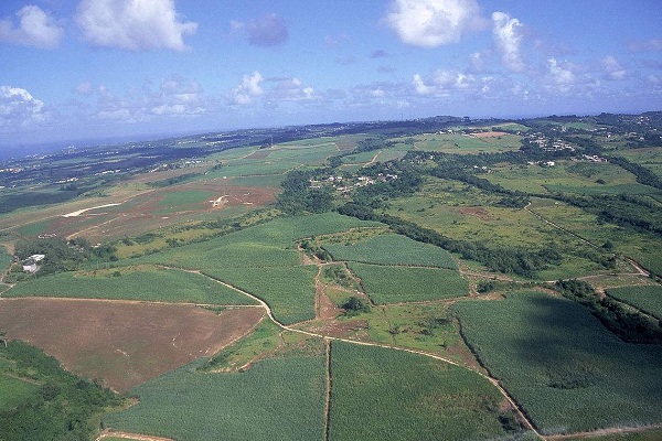 巴巴多斯《甘蔗丰收节》--鸟瞰巴巴多斯青翠的甘蔗田