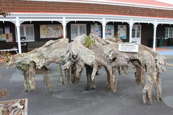 新西兰十大旅游景点一览--贝壳杉博物馆