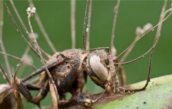 ҲȾʬ--ԶżOphiocordyceps unilateralis