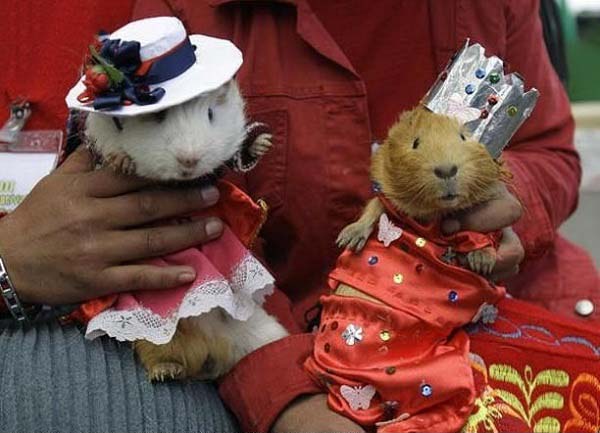 秘鲁瓦乔小镇的《豚鼠节》--豚鼠们被打扮成国王、矿工、农名、民谣歌手，还有时装秀上的时尚模特。