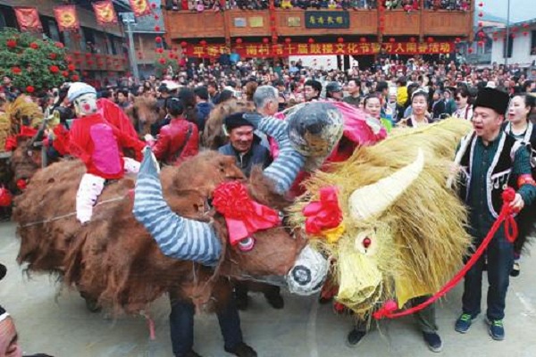 侗族传统节日一览--侗族舞春牛