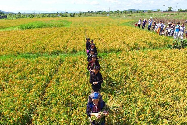 黎族传统节日一览--黎族稻公稻母祭日