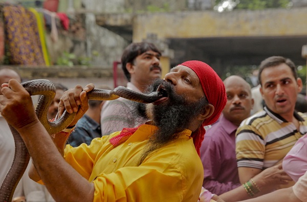 最可怕的仪式习俗锦集--印度蛇节