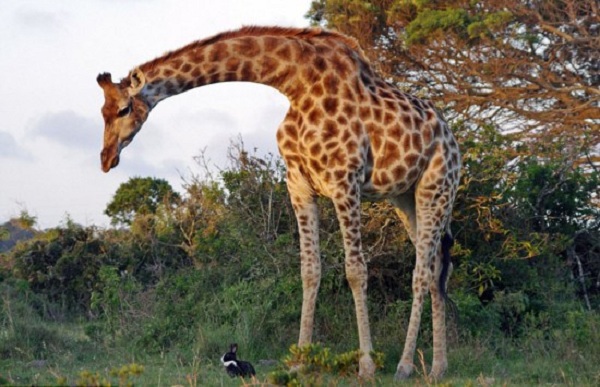 �Ϸ�ʮ�����ξ���--�Ϸǹ��Ҷ���԰Ҳ����Ϊ��Ϊ���������Ƕ���԰����λ�ڱ��������ǲ�ķ�֣������������Ķ���԰֮һ��