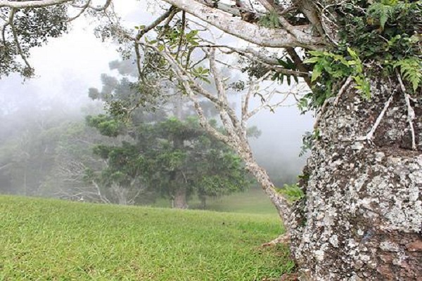 巴布亚新几内亚旅游景点一览--凡瑞拉塔国家公园