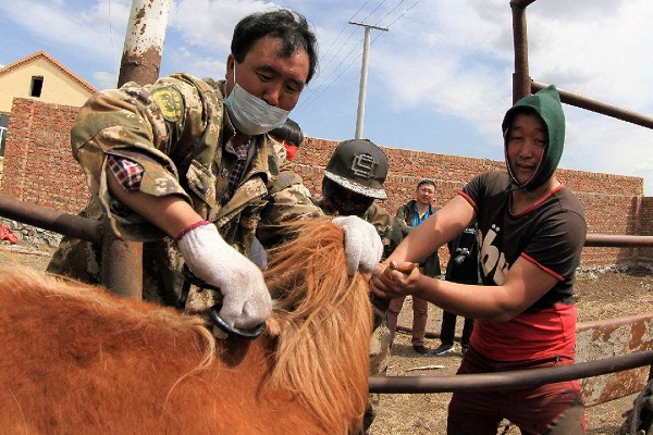 蒙古族传统节日一览--打马印是蒙古族的传统节日。一般在清明节或端午节前后举行。