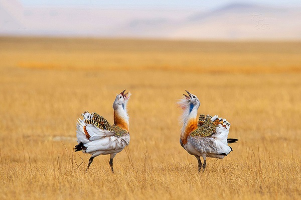 ̹ɣ����ʮ�����ξ���һ��--​��ͼ����ҹ�԰������ֲ��ѧ�ߺ�ͽ�������ߵ����ã��������ڶ�����ߡ�̹ɣ����Ψһ��ϡ�е��ϴ����Ⱥ��������������б������������ķ�ֳ�أ��Լ������Ժ�ǿ��ɽ���������ӡ����ٱ�ݺ���뱾����ʳ��ȸ��