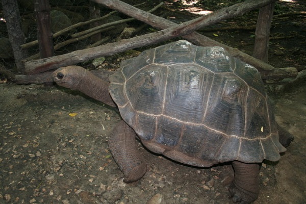 ̹ɣ����ʮ�����ξ���һ��--ɣ���Ͷ��ڹ굺������100��ֻ��꣬�����ǳ��ڹ굺��​�ݽ��ܣ����ϵĴ����С������300�꣬���Ĺ���500���ꡣ����Ĺ��䡰��͡��ܴ󣬵����ÿɰ���